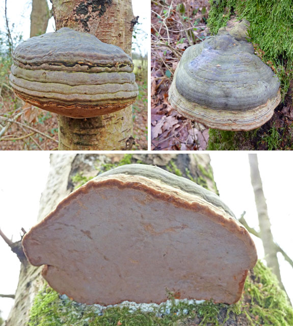 Hoof Fungus Bracket fungus - Tinder Bracket