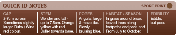 Quick ID checklist - Boletus rubellus Ruby Bolete