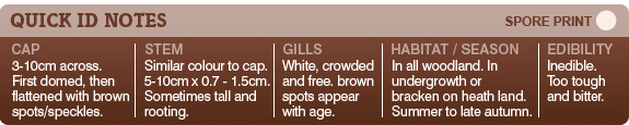 Identification tips