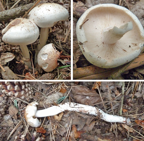 Collybia maculata