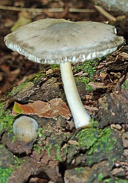 The Willow Shield Pluteus salicinus