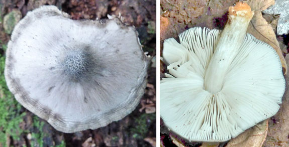 The Willow Shield Mushroom Pluteus salicinus