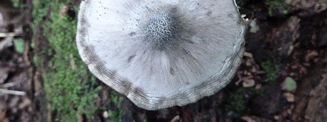 willow-shield-identification