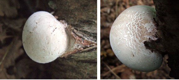 Polypore fungus