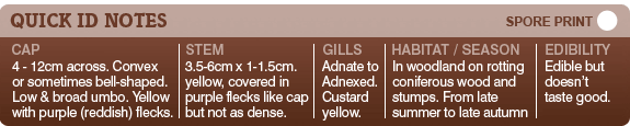 Plums and Custard Identification notes