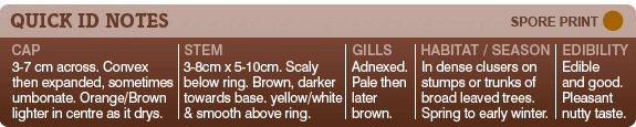 Quick ID chart