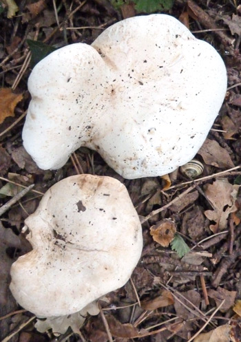 Clitopilus prunulus