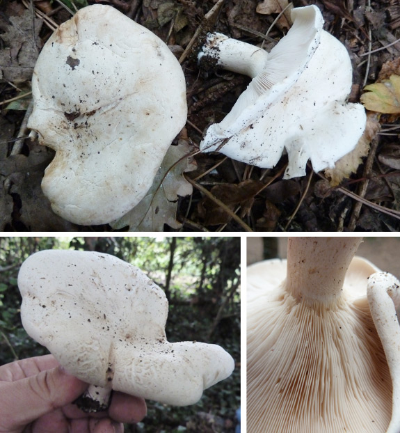 Miller mushroom - Clitopilus prunulus