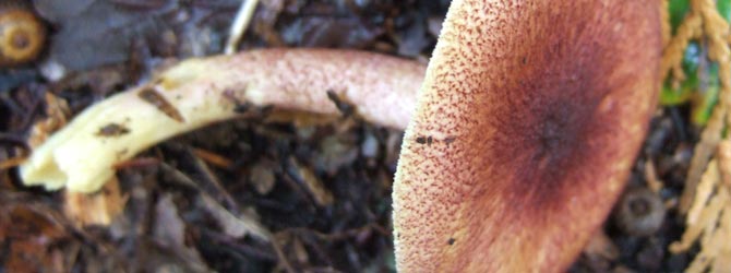 plumbs-and-custard-mushroom-identification