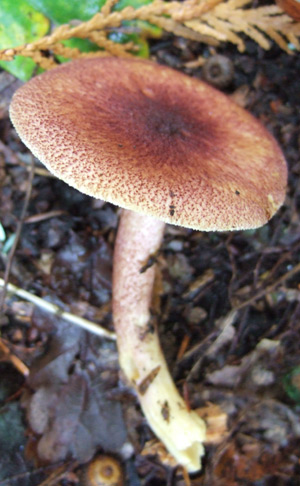 Tricholomopsis rutilans