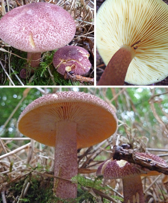 Tricholomopsis rutilans