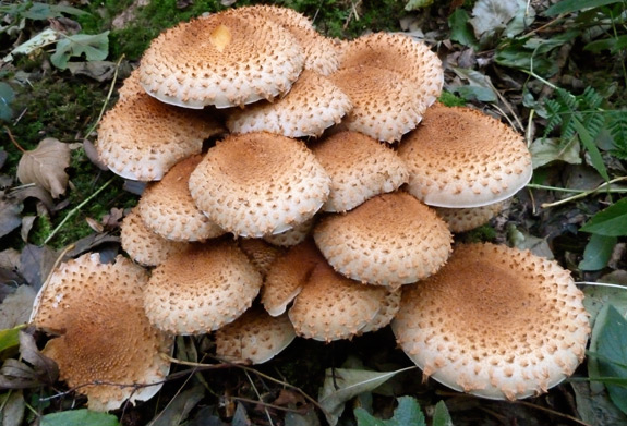 Pholiota squarossa