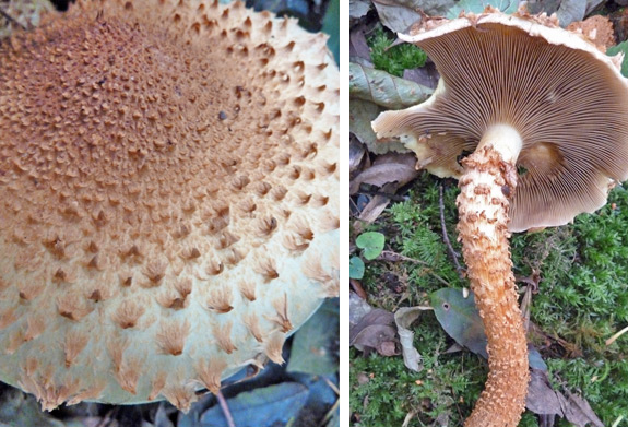 Pholiota squarossa