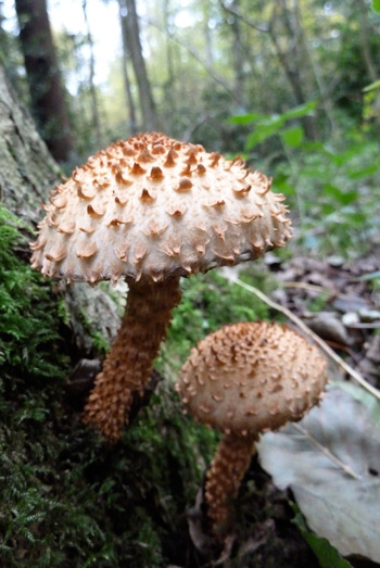Pholiota squarossa