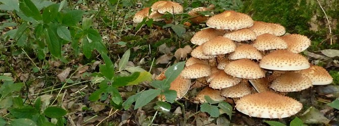 shaggy-scalycap-identification