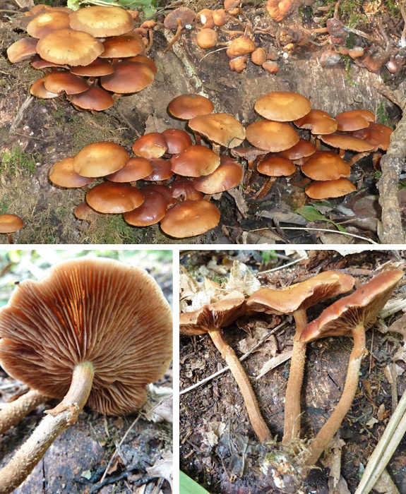 Keuehneromyces mutabilis