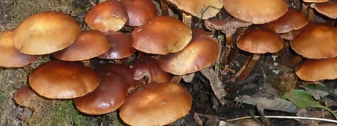 sheathed-woodtuft-identification