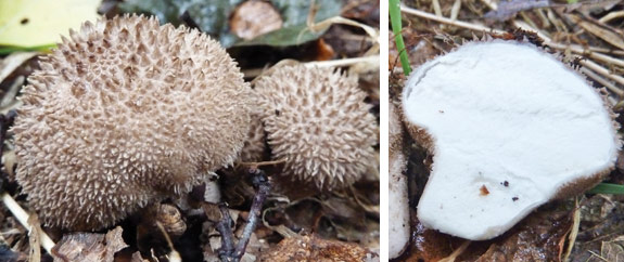 Round spiny puffballs