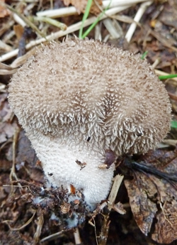 Spiny Puffball (Lycoperdon echinatum)