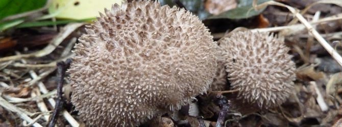 spiny-puffball-identification