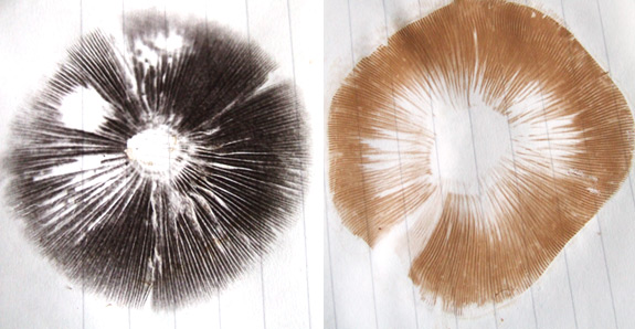 Taking a mushroom spore print