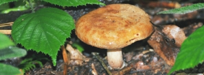 brown-rollrim-identificatio