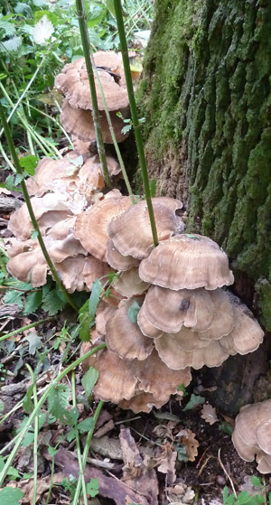 Meripilus giganteus