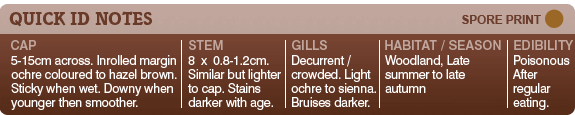 Brown Roll Rim Identification notes Paxilus involutus identification notes