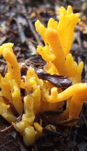 Calocera viscosa