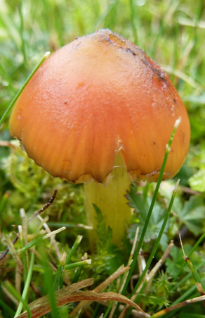 Hygrocybe conica