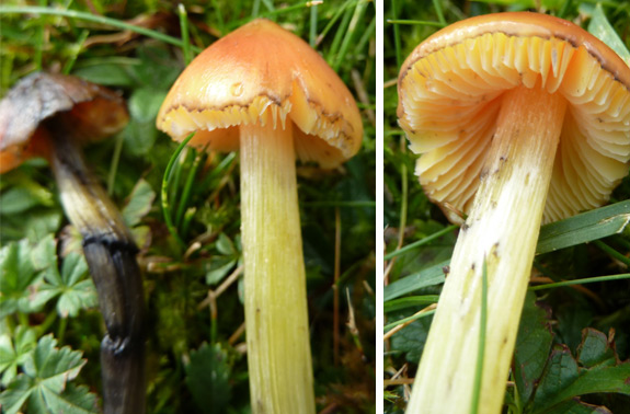 Blackening Wax Cap Witches hat