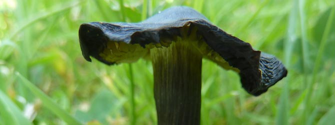 blackening-waxcap-identification