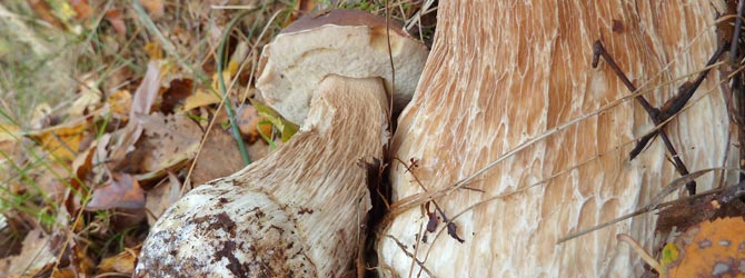 cep-identification