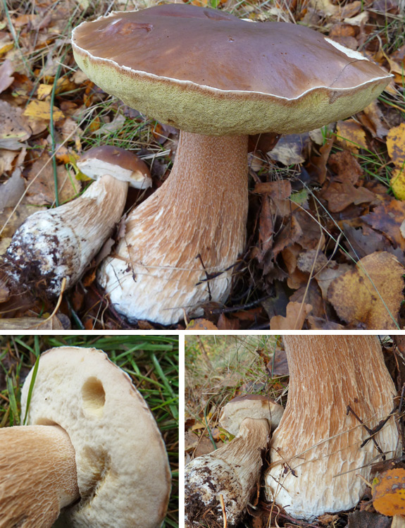 Penny Bun Mushroom The Cep