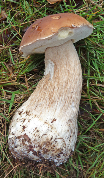 Boletus edulis