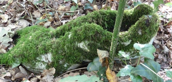 Moss covered trainer