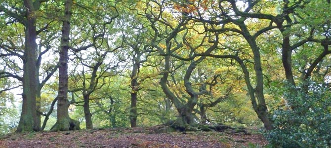 update-woodland
