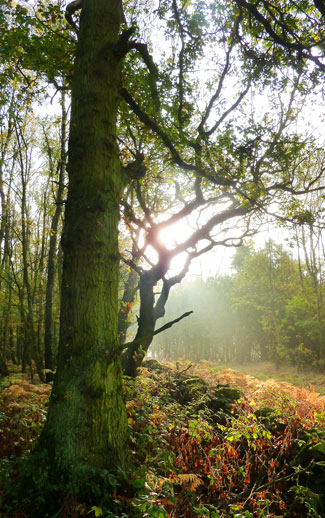 Early Morning Woodland Sunshine