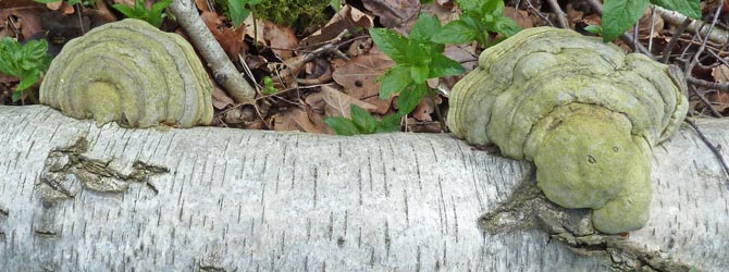 hoof-fungus-identification