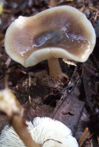 Collybia butyracea