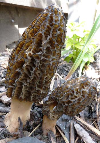 Picture of Black Morel (Morchella elata)