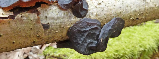 witches-butter-identification