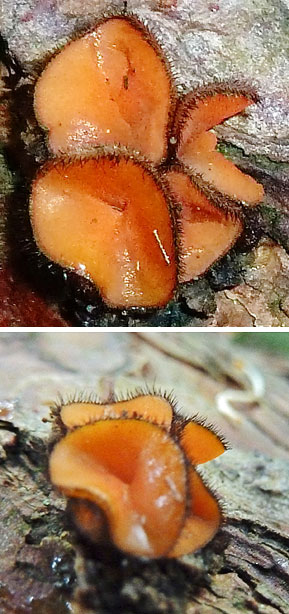 Scutellinia scutellata