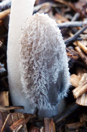 hares-foot-mushroom