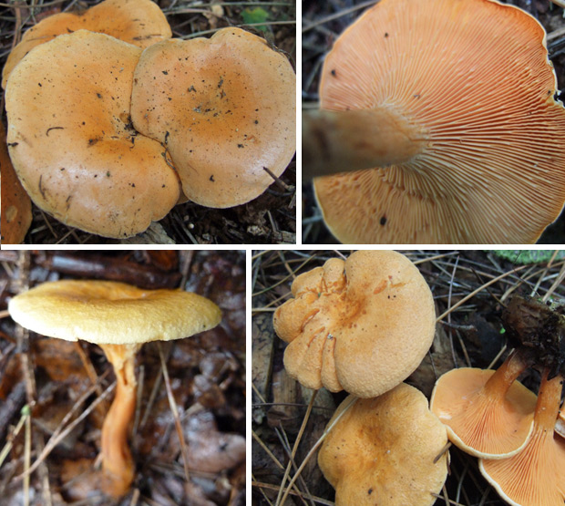 Hygrophoropsis aurantiaca