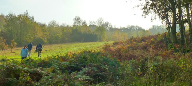foraging