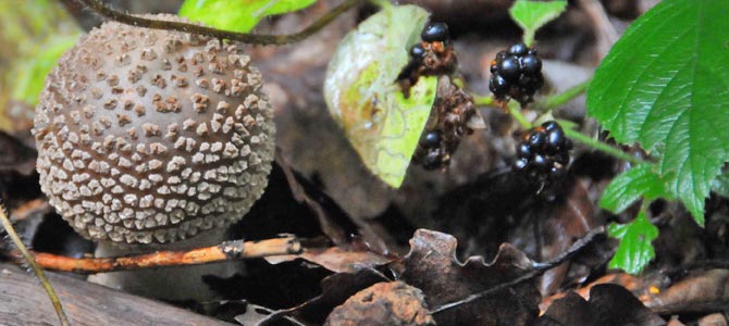 mushroomdiary-amanita