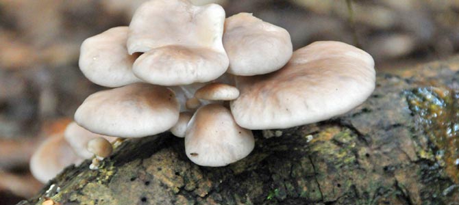 oyster-mushrooms