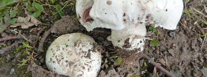 pavement-mushroom-identification