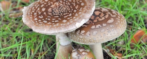 blusher-mushroom-identification